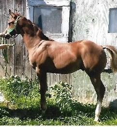 sportyfella7357