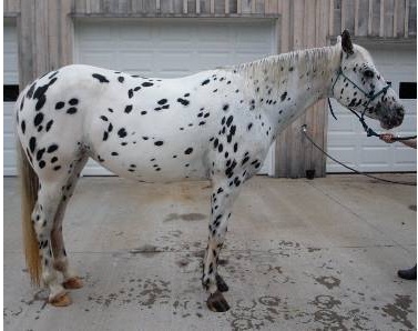 spottednocona7312