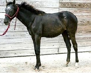 waptowndancer7326