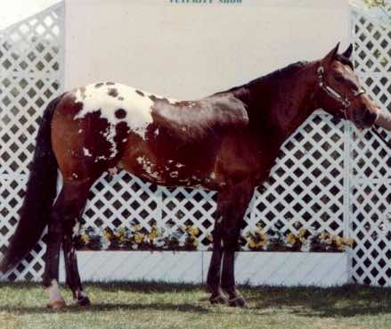 chelseashorizon