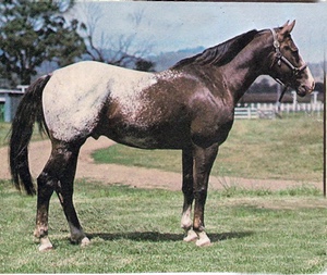 clovercochise
