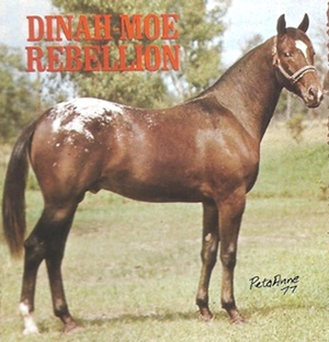 dinahmoerebellion