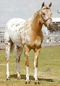 nevadagoldmoon