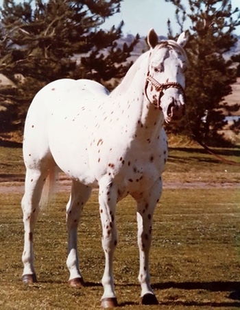 texasplaudit2