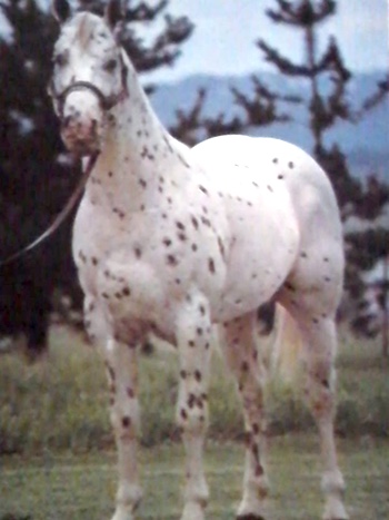 texasplauditr