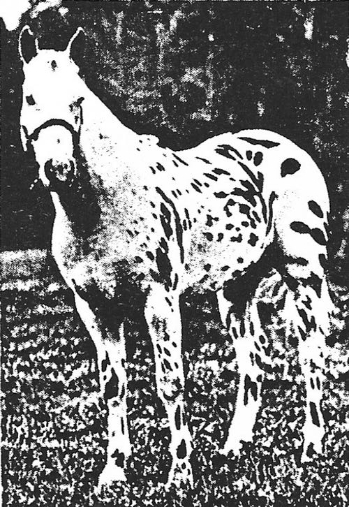 dominionpampasrex