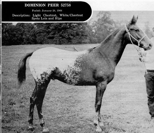 dominionpeer