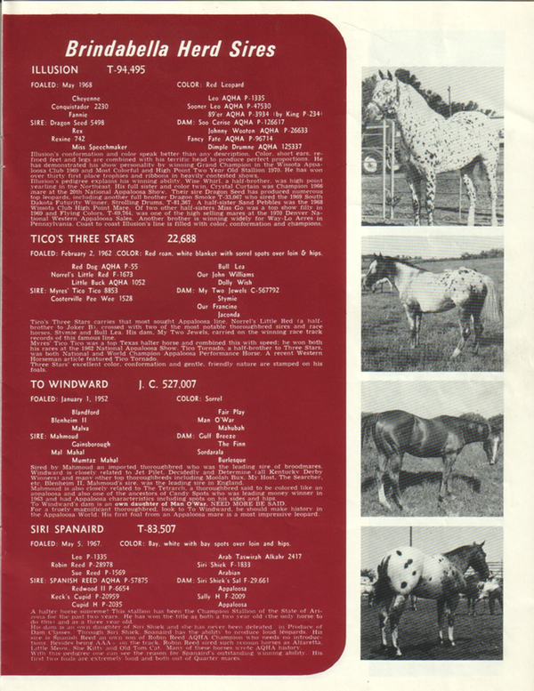 brindabella71c