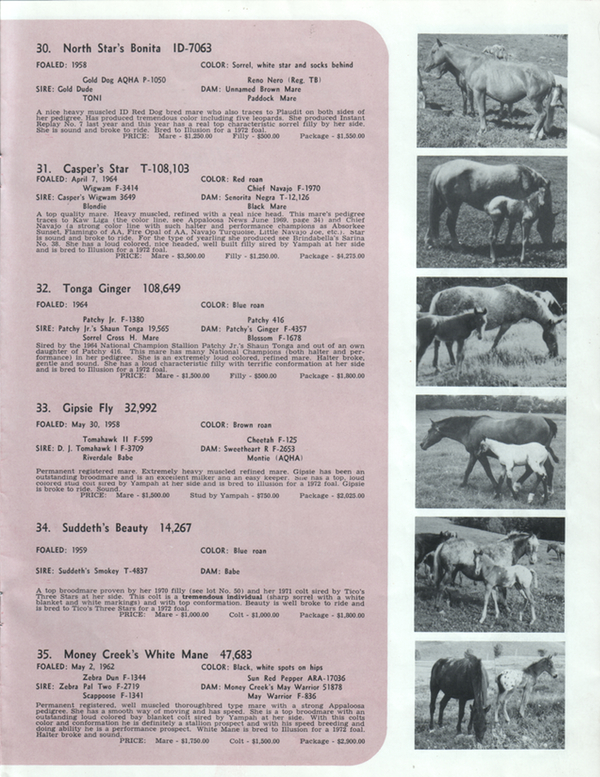 brindabella71i