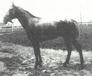 lenapeoetter