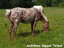AmbitionsCopperTotum
