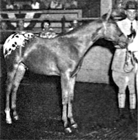 Chief Pontiac
