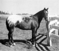 Appache Painter