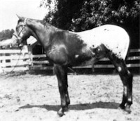 Bancroft Britches