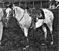 Lamb's Warbonnet