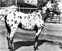 Wanebet