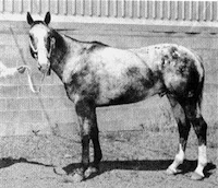 Don O's Cavilade