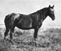 Cheyenne Gold
