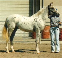 A Coyote Fourmile