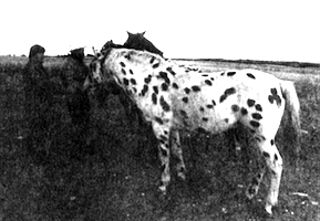 Image with Ralph and Helen Brown