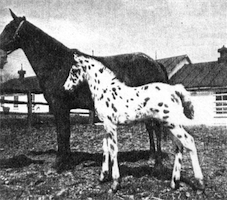 Image as colt