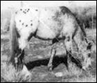 chiefnavajo