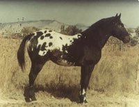 PatchyF-416
