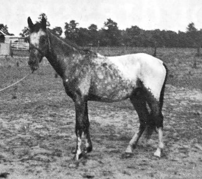 patchyyaminisrichard