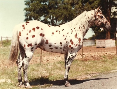 princepocobar3