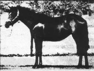 darkonta2
