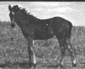 moneycreeksledger