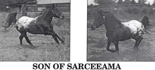 sonofsarceeama