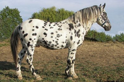 apacheskidgalahad