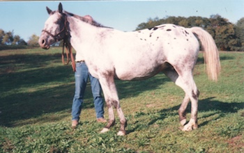 bluepatchysioux