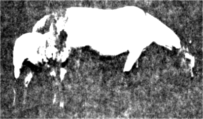 Little Noonday and foal