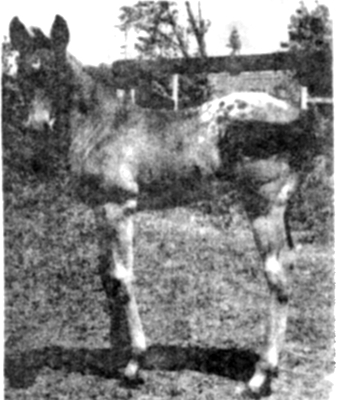Colida's Covano
