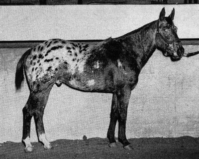 comanchejr1658