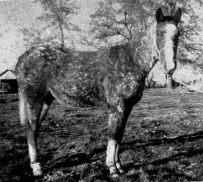 owyheechieft1349