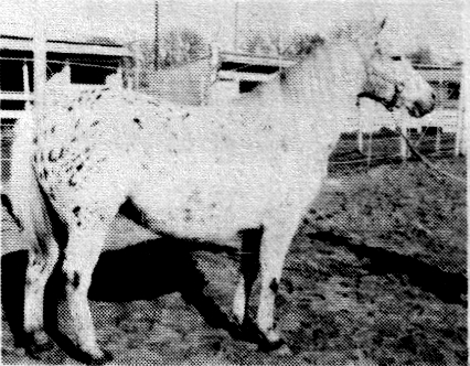 salsgal2157