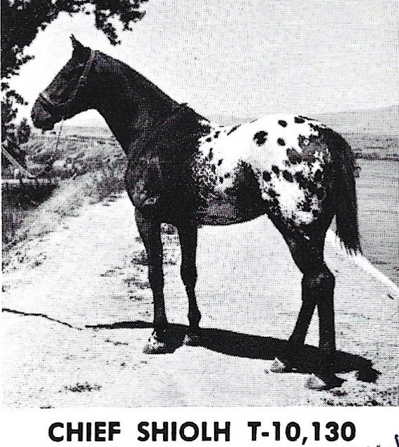 chiefshiloh