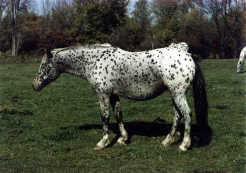 leopardboots