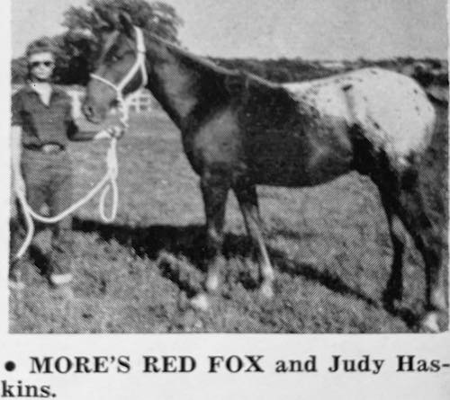 mores red fox
