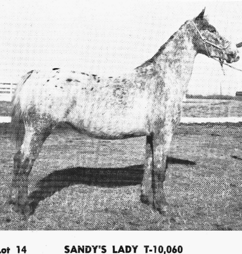 sandyslady