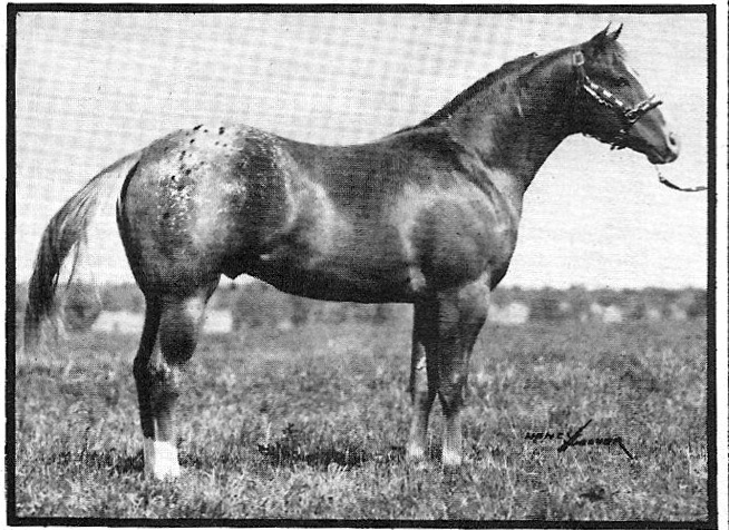 silverjack