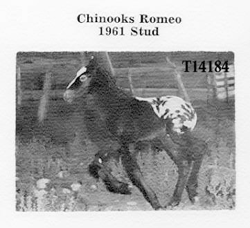 chinooksromeo
