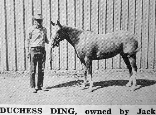duchess ding
