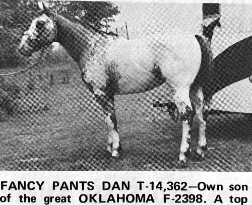 fancy pants dan