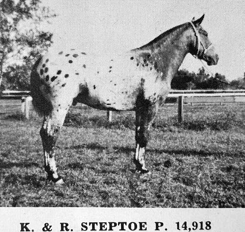 k and r steptoe