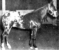 navajobritcheshihandup