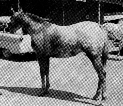 trstarlite